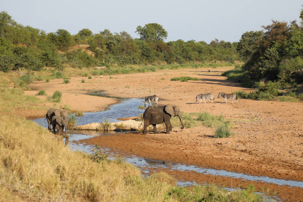 istock Afrikanischer Elefant und Steppenzebra im Tsendze River/ African elephant  and Burchell's zebra in Tsendze River / Loxodonta africana et Equus quagga burchellii 2203846008