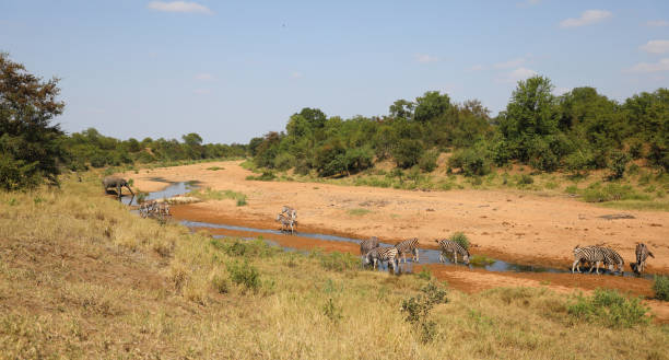 istock Afrikanischer Elefant und Steppenzebra im Tsendze River/ African elephant  and Burchell's zebra in Tsendze River / Loxodonta africana et Equus quagga burchellii 2203846133