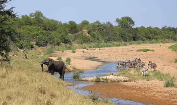istock Afrikanischer Elefant und Steppenzebra im Tsendze River/ African elephant  and Burchell's zebra in Tsendze River / Loxodonta africana et Equus quagga burchellii 2203846189