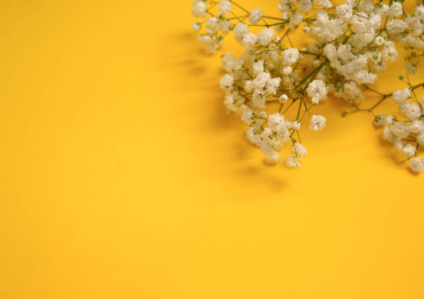 istock Gypsophila flowers on vibrant yellow backdrop, floral composition 2203846798