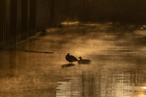 Two wild geese swimming in a pond. One goose on a log. Geese in foggy water at dawn.