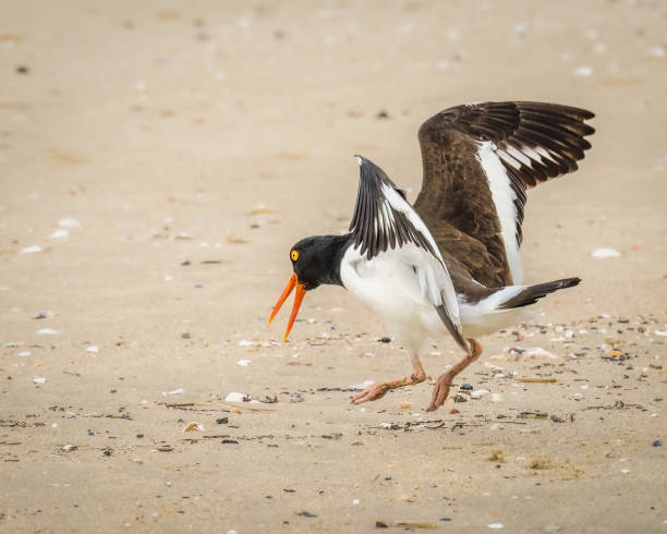 istock American Oystercatcher 2203847161