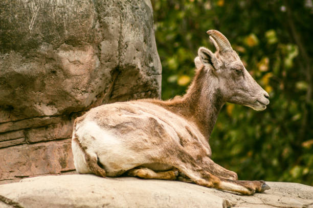 bighorn sheep at the mexico zoo