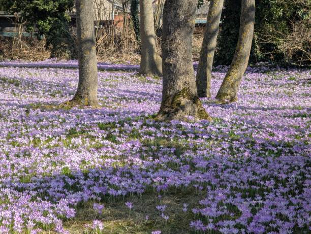 istock Meadow with blooming crocuses under the trees 2203847434