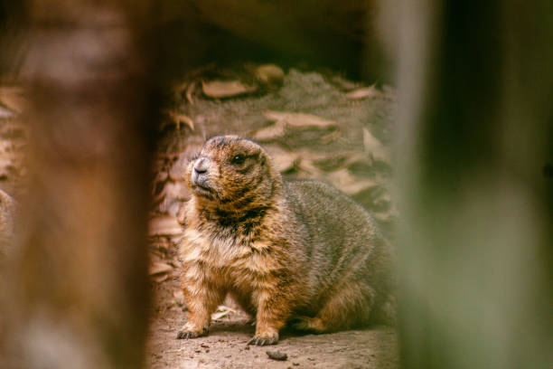 A European marmot (Marmota marmota) is seated upright on a patch of grass, holding a small piece of carrot with its front paws. Its fur is a mix of brown and gray, and it appears alert with a focused gaze.