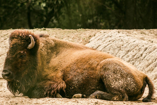 American bison at the zoo