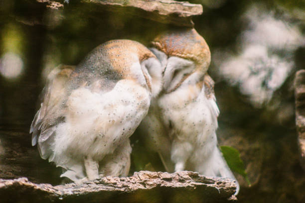 istock two owls at the zoo 2203848066