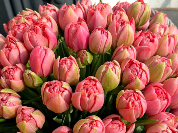 istock Bouquet of delicate spring tulips. 2203848540