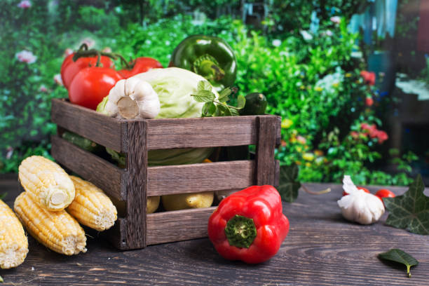 Fresh harvested vegetables. Pepper, tomatoes, cabbage, eggplants, salad, onion and basil in wooden box. Agriculture and gardening concept. Vegetarian or vegan food