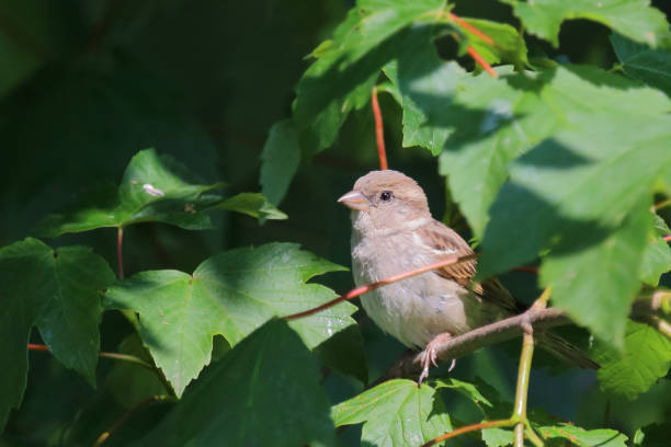 istock Haussperling / House sparrow / Passer domesticus 2203851820