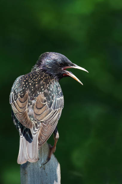 istock Gemeiner Star / Common starling / Sturnus vulgaris 2203852383