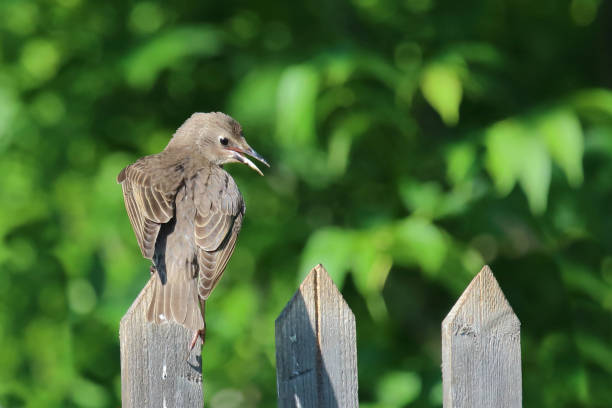 Gemeiner Star / Common starling / Sturnus vulgaris