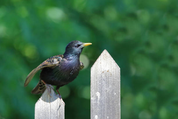 Gemeiner Star / Common starling / Sturnus vulgaris
