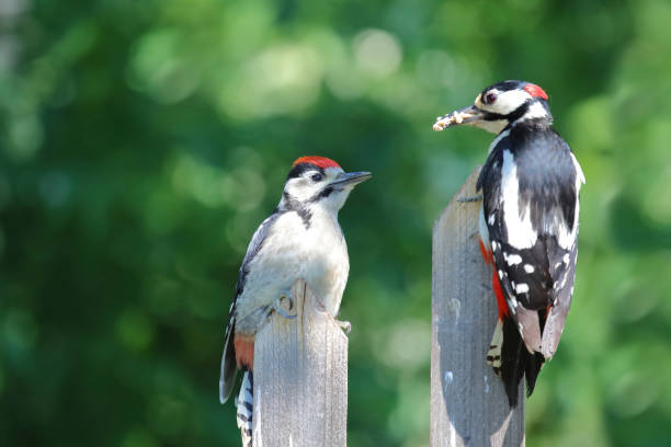 Buntspecht / Great spotted woodpecker / Dendrocopos major