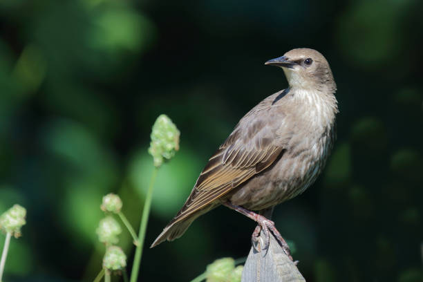 istock Gemeiner Star / Common starling / Sturnus vulgaris 2203852863