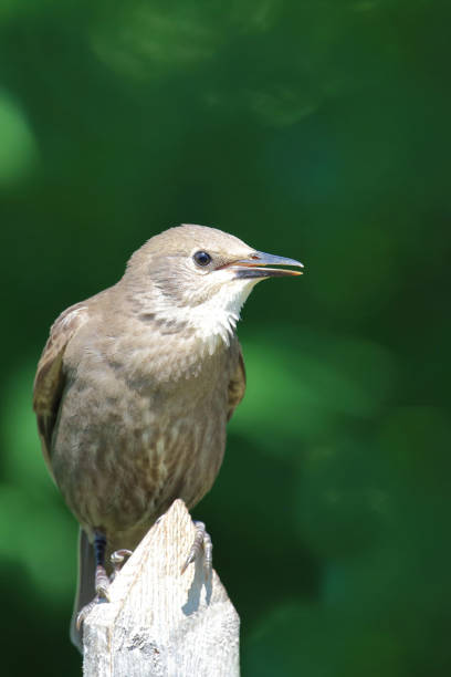 Gemeiner Star / Common starling / Sturnus vulgaris