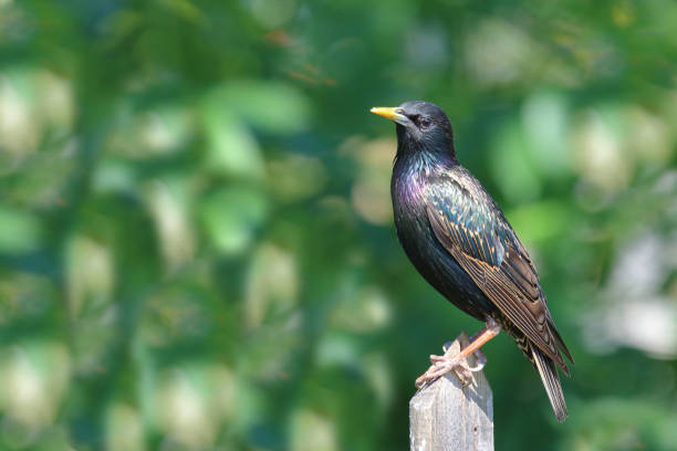 istock Gemeiner Star / Common starling / Sturnus vulgaris 2203854849