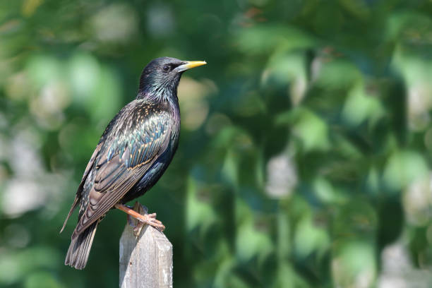 istock Gemeiner Star / Common starling / Sturnus vulgaris 2203854864