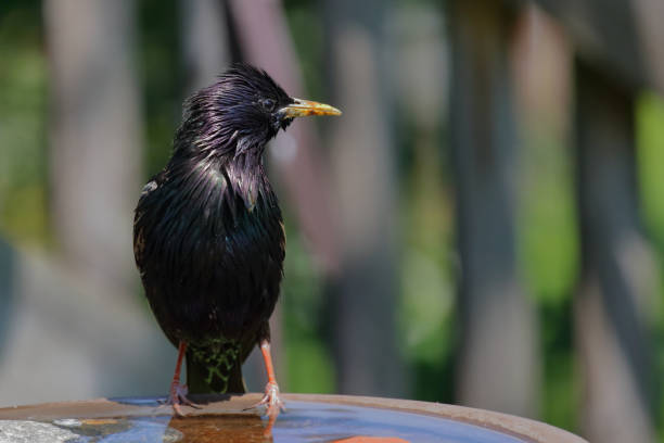 istock Gemeiner Star / Common starling / Sturnus vulgaris 2203855826