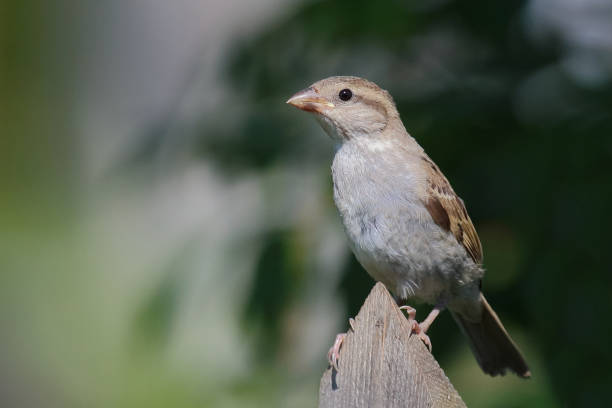 istock Haussperling / House sparrow / Passer domesticus 2203855871