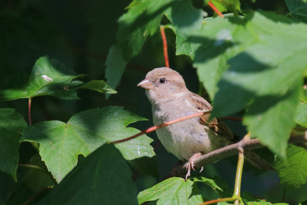 Haussperling / House sparrow / Passer domesticus