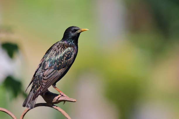 istock Gemeiner Star / Common starling / Sturnus vulgaris 2203855931