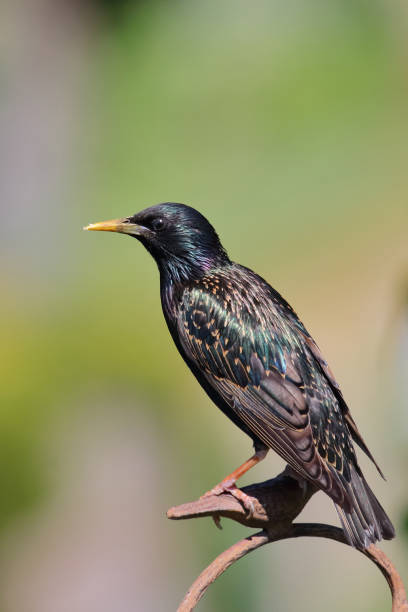istock Gemeiner Star / Common starling / Sturnus vulgaris 2203855943