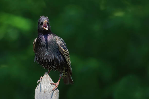 istock Gemeiner Star / Common starling / Sturnus vulgaris 2203855963