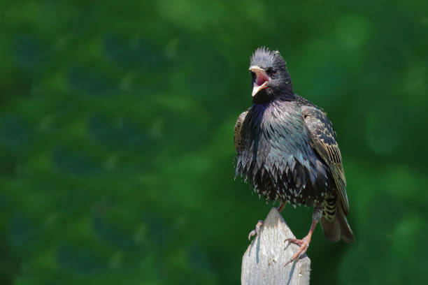 istock Gemeiner Star / Common starling / Sturnus vulgaris 2203855994