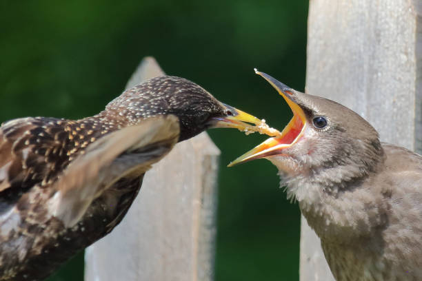 Common Starlings and House Sparrows on a Winter lawn searching for food.