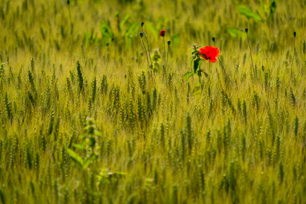 fileld in a summer with red flowers, telephoto shot, depth of field, summer, lila, green color, good light, plant nature poppy