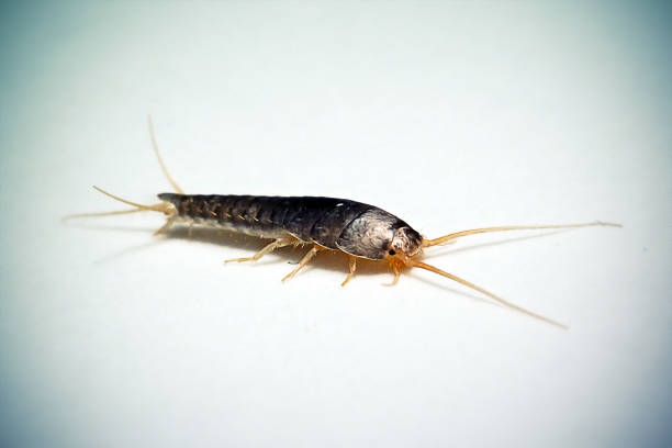 Lepisma saccharinum Silverfish Insect. Digitally Enhanced Photograph.