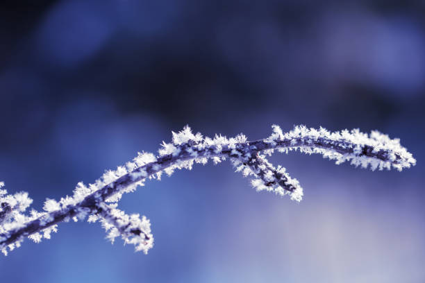 Back lit frozen branch covered by white crystals of rime ice on a defocused background. Space for copy.