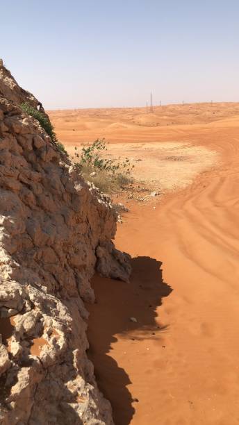 istock Flowers in the desert 2203858713