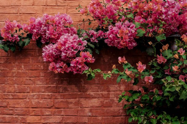 istock Blooming bougainvillea against the background 2203860096