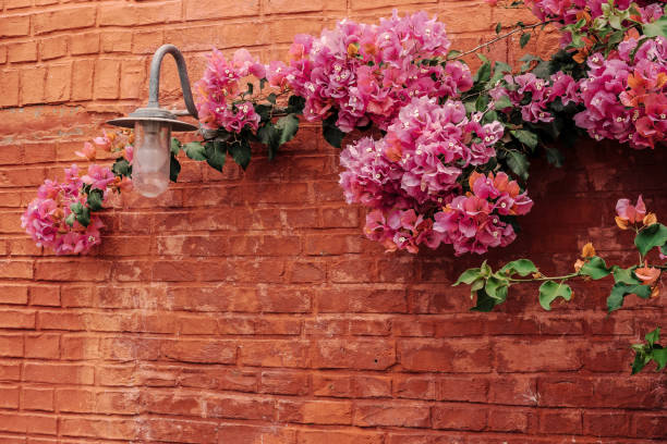 Bush of blooming bright bougainvillea and old lantern against the background of a red brick wall