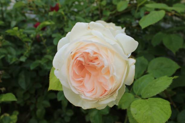 istock Blossom Spring Roses At Sunshine 2203860737