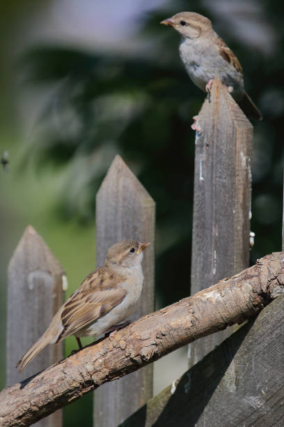 istock Haussperling / House sparrow / Passer domesticus 2203861065
