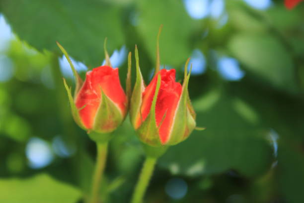 Blossom Spring Roses At Sunshine. High quality photo