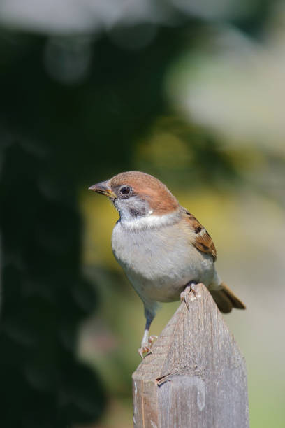 istock Feldsperling / Eurasian tree sparrow / Passer montanus 2203862759