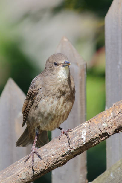 istock Gemeiner Star / Common starling / Sturnus vulgaris 2203862823