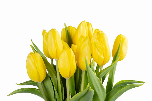 istock Minimalistic card spring yellow tulips on white background. 2203863820