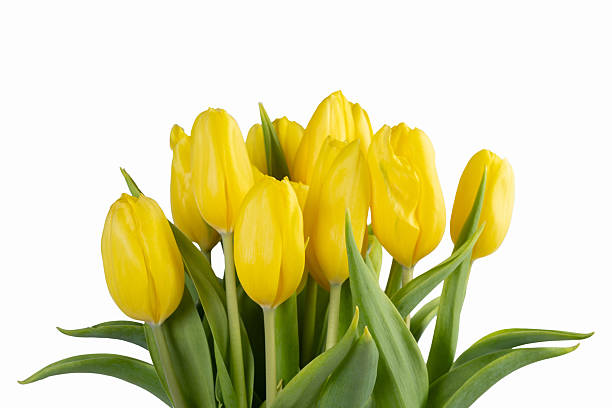 istock Minimalistic card with yellow tulips on white background. 2203864084