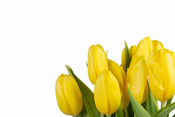 Gorgeous bright yellow tulips with green leaves, isolated on white background, spring minimalistic card.