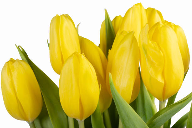 istock Minimalistic card spring yellow tulips on white background. 2203864087