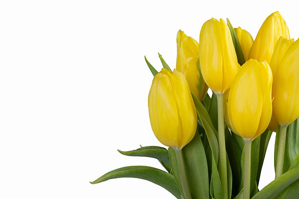 istock Minimalistic card with yellow tulips on white background. 2203864105