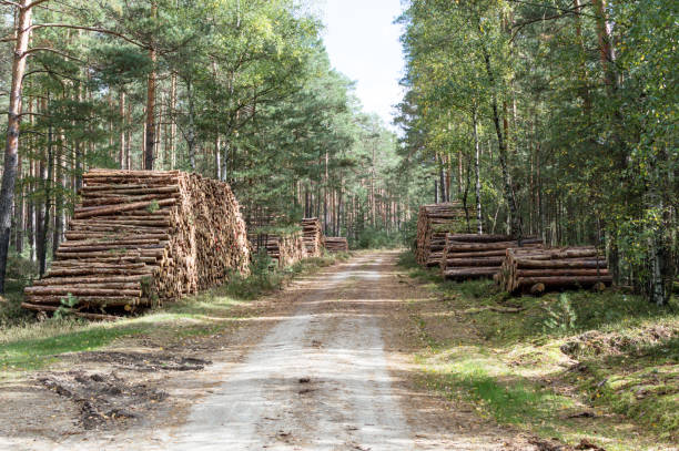 istock Forest with piles of wood 2203865054