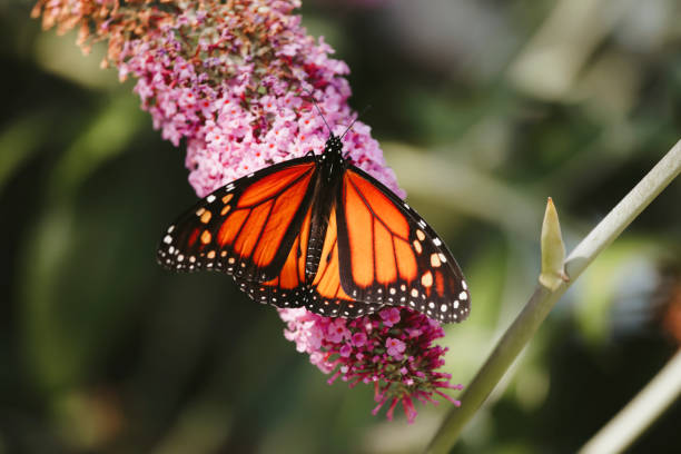 A beautiful monarch butterfly is drinking nectar from the blossoms of a buddleia bush. Shot with a Canon 5D Mark IV.