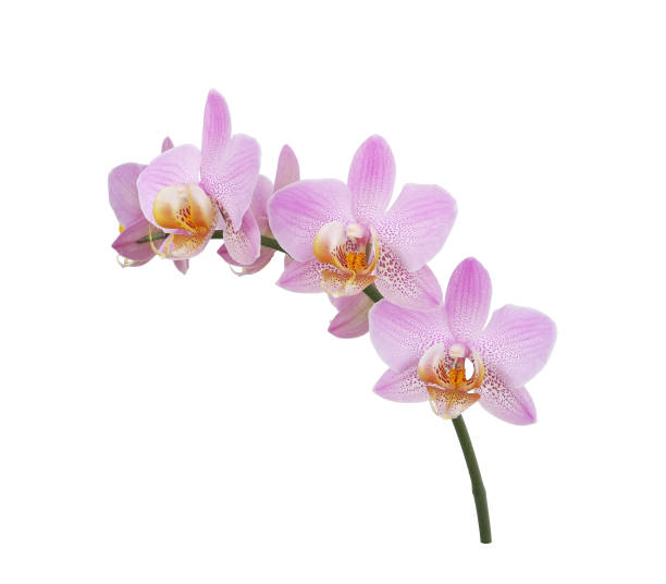 istock Purple orchid branch isolated on white 2203865685