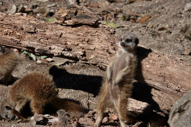 istock Baby Meerkat, A short break 2203865944